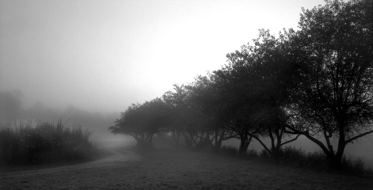 Apples in Fog - Ipswich MA