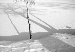 Snow and Birch - Gloucester MA