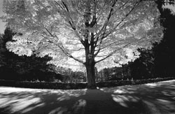 Sugar Maple - Beverly MA